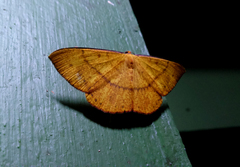Eumelea rosalia