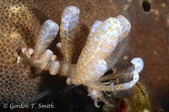 Phyllodesmium longicirrum