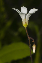 Saxifraga granulata