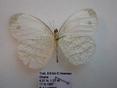 Leptosia hybrida hybrida