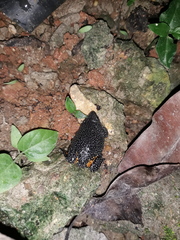 Elachistocleis pearsei