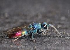 Chrysis fulgida