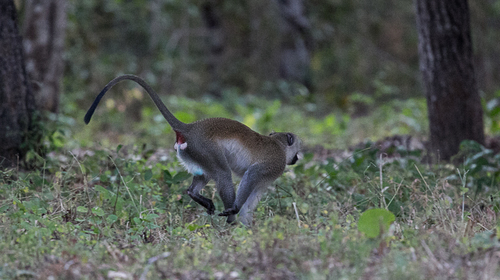 Reddish-green Vervet Monkey