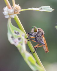 Cophinopoda