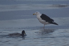 Larus marinus