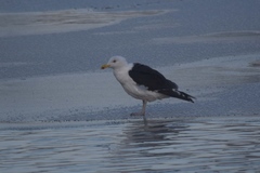 Larus marinus