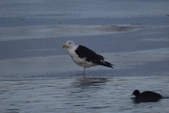 Larus marinus