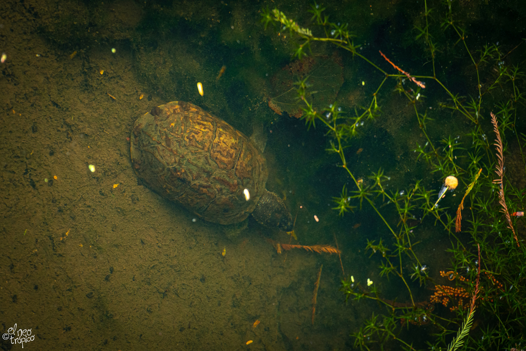 Central Chiapas Mud Turtle