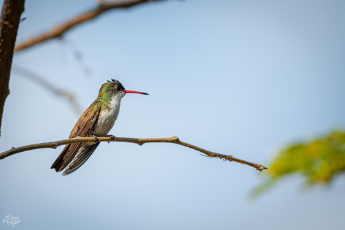 Green-fronted Hummingbird (Ramosomyia viridifrons), photo 9