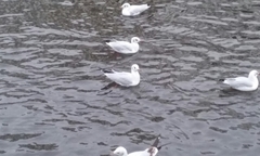 Chroicocephalus ridibundus