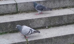 Columba livia domestica