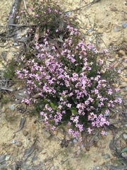 Boronia edwardsii