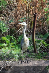 Ardea cinerea