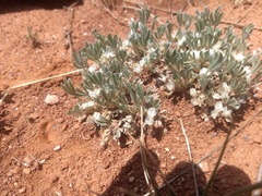 Astragalus tridactylicus