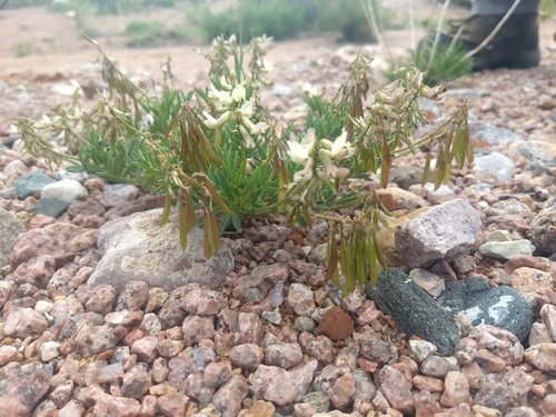 Astragalus australis var. glabriusculus