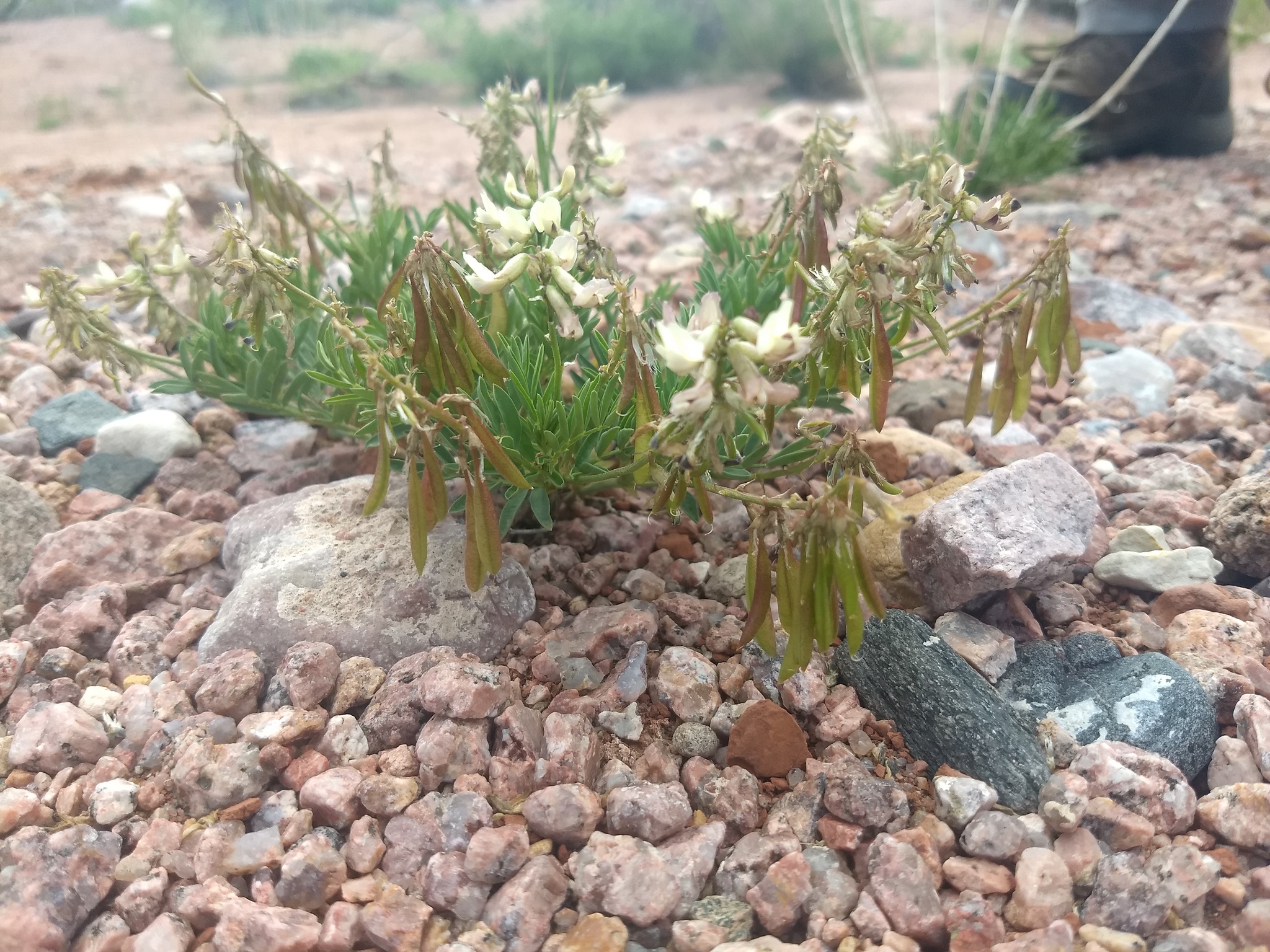 Astragalus australis var. glabriusculus