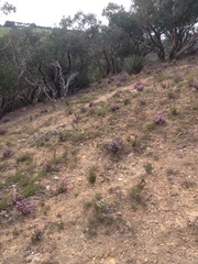 Boronia edwardsii