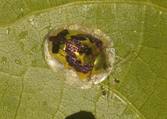 Charidotis pustulata