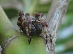 Araneus circe