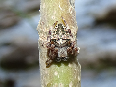 Araneus circe