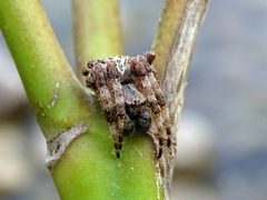 Araneus circe