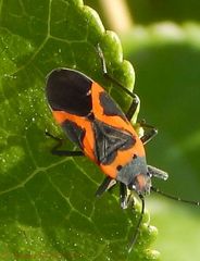 Lygaeus kalmii angustomarginatus