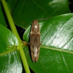 Conoderus fuscofasciatus