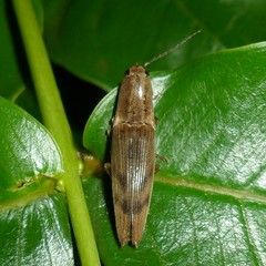 Conoderus fuscofasciatus