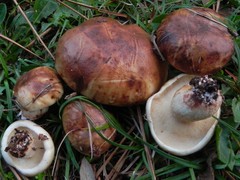 Suillus bellinii