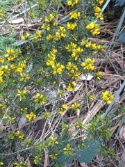 Pultenaea acerosa