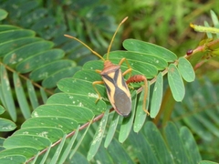 Crinocerus sanctus