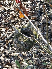 Vireo griseus
