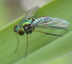 Condylostylus graenicheri