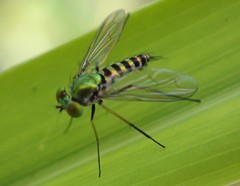 Condylostylus graenicheri