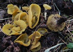 Sowerbyella imperialis