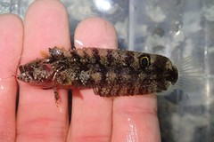 Reef Finspot photo 2