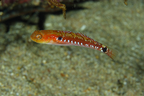 Two-spotted Goby