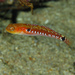 Two-spotted Goby - Photo (c) João Pedro Silva, some rights reserved (CC BY-NC)