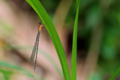 Teinobasis helvola