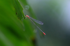 Teinobasis helvola