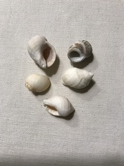 Nucella dubia