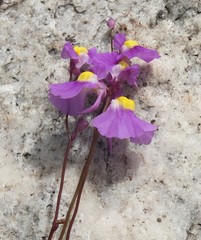 Utricularia welwitschii