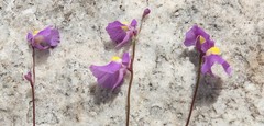 Utricularia welwitschii