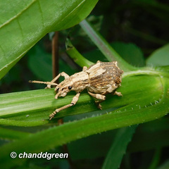 Episomus chinensis