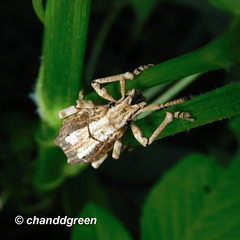 Episomus chinensis