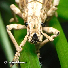Episomus chinensis