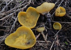 Sowerbyella imperialis