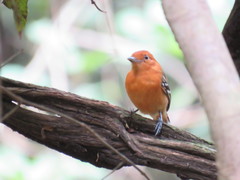 Thamnophilus amazonicus