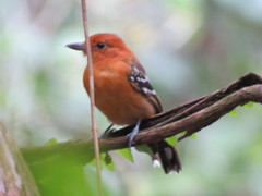 Thamnophilus amazonicus