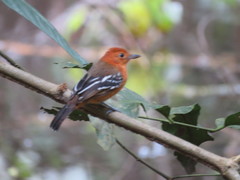 Thamnophilus amazonicus